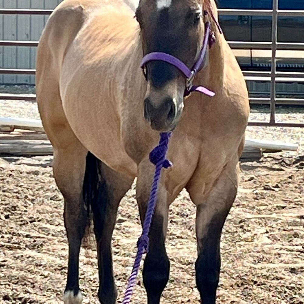 Horse tack